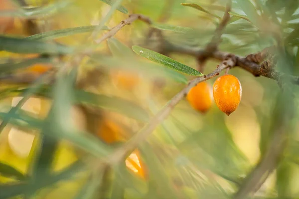 Жовті Ягоди Гілках Дерев — стокове фото