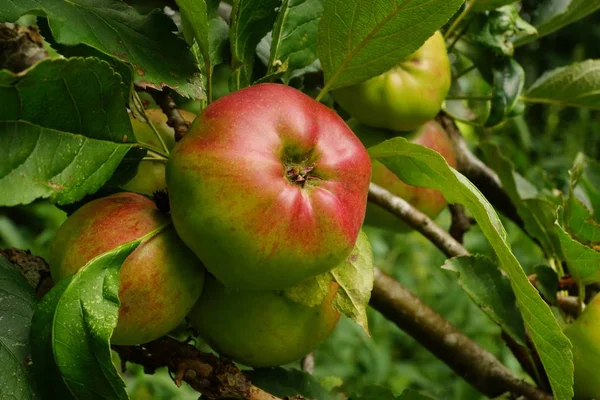Organikus Almák Egy Almafán — Stock Fotó