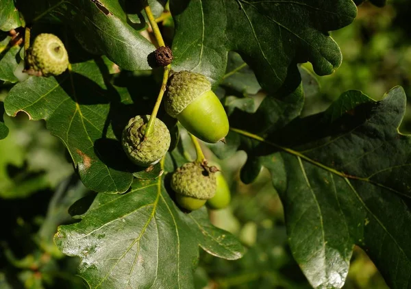 Βελανίδια Ένα Eichenbaum — Φωτογραφία Αρχείου