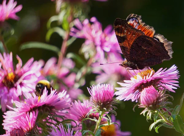 Pink Autumn Busch Sits Butterfly — Stock Photo, Image