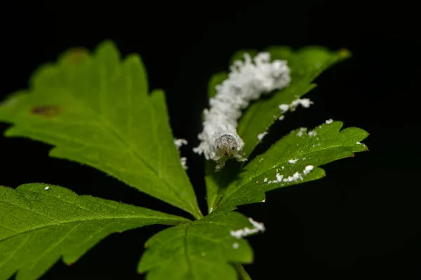 White Beetle Larva Crawls Leaf — Stock Photo, Image