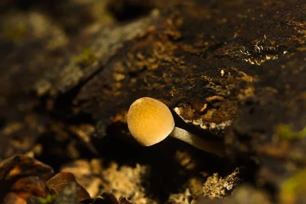 Petit Champignon Sur Arbre Mort — Photo