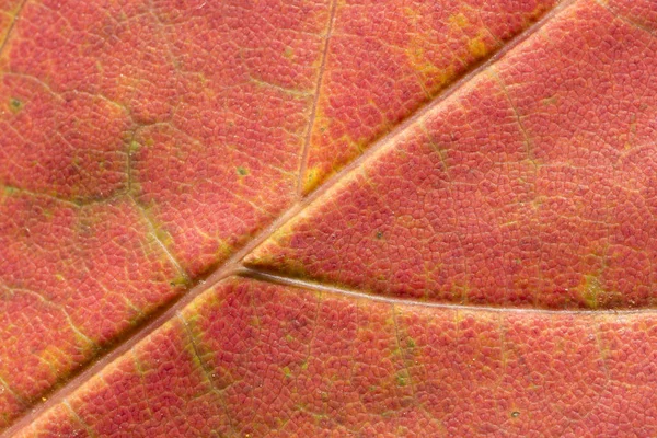 赤いカエデの葉を閉じる — ストック写真