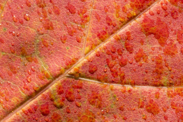 Red Maple Leaf Close — Stock Photo, Image