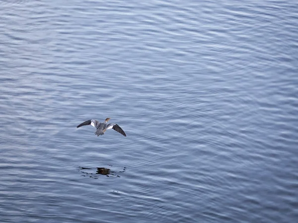 Eurasian Widgeon Flying Water — Stock Photo, Image