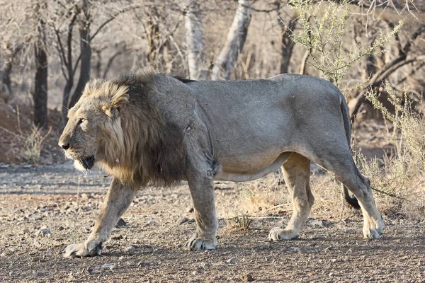 Asiatische Leeuw Panthera Leo Persica Met Littekens Het Droge Bos — Stockfoto