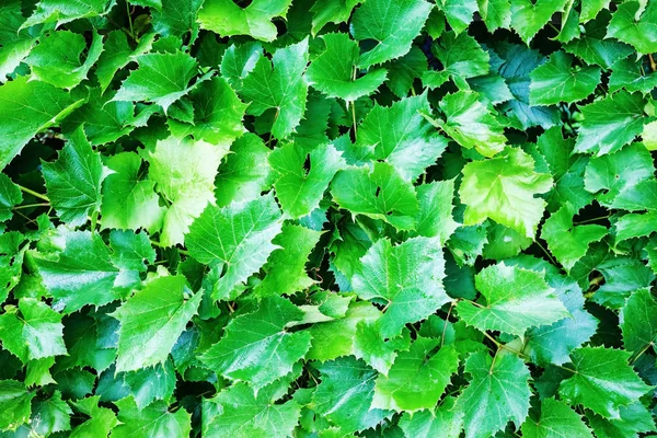 Zielone Liście Winogron Ogrodzie Naturalne Tło Liści Winogron — Zdjęcie stockowe
