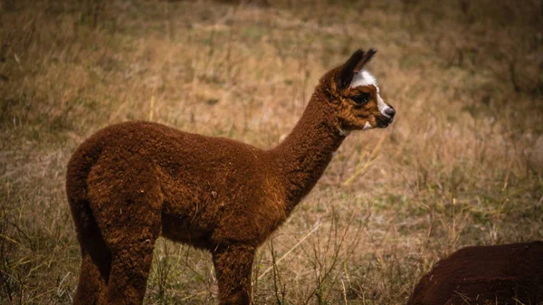 Young Brown Llama White Patches His Head Stares Distance Stands — Stock Photo, Image