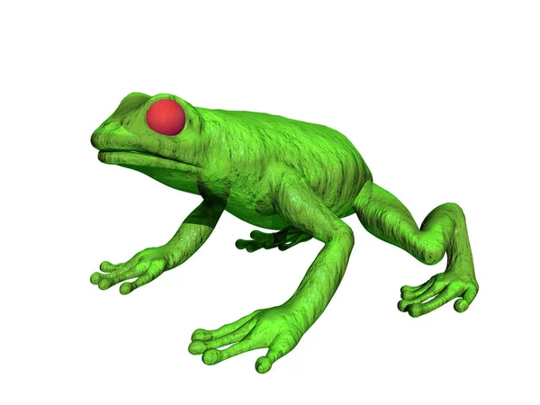 Frog Amphibian Pond Animal — Stock Photo, Image