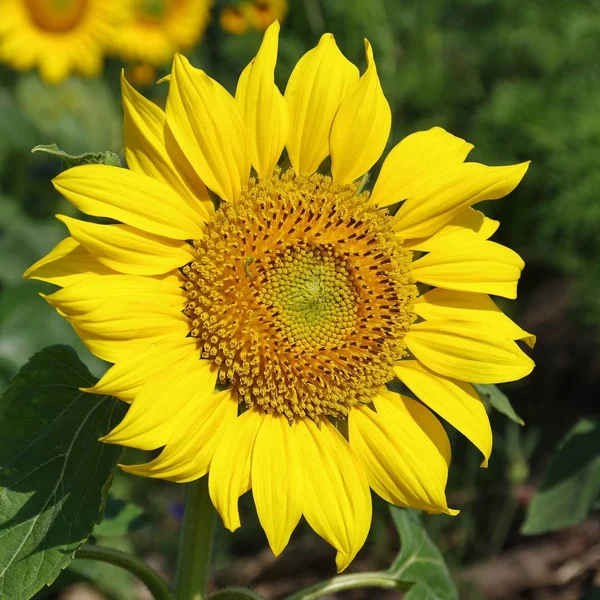 Tournesol Sur Île Fehmarn Mer Baltique — Photo