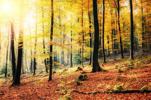 Colorful Foggy Autumn Forest — Stock Photo, Image