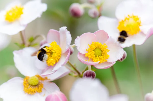Μια Μέλισσα Συλλέγει Γύρη Από Λουλούδια Από Κοντά Σημείωση Ρηχό — Φωτογραφία Αρχείου