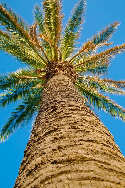 Palmeira Concentre Tronco — Fotografia de Stock