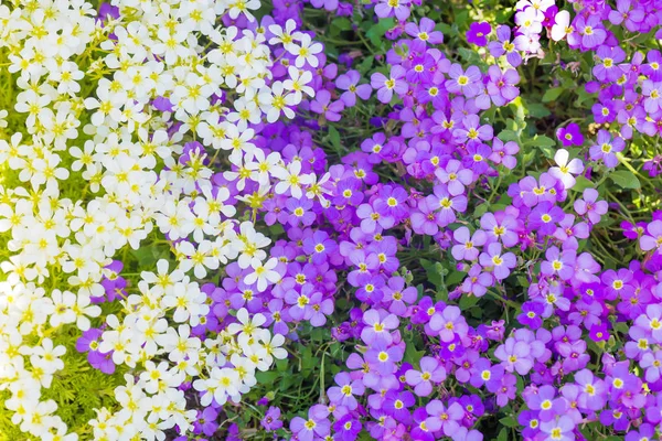Achtergrond Van Kleine Lente Witte Paarse Bloemen — Stockfoto