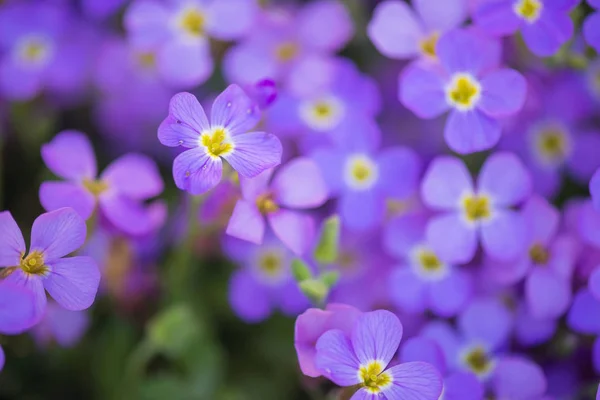 Tło Małych Fioletowych Kwiatów Płytka Głębia Ostrości — Zdjęcie stockowe
