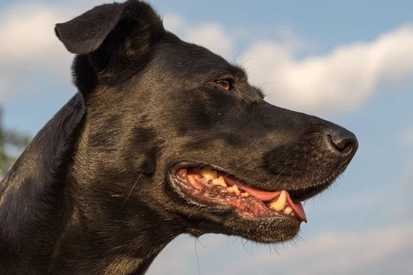 Προφίλ Μαύρου Σκύλου — Φωτογραφία Αρχείου