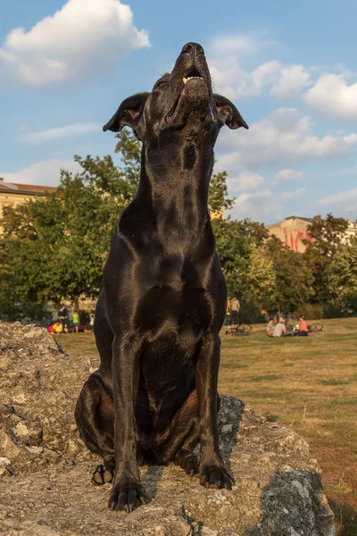 Černý Pes Sedící Pláčem Balvanu — Stock fotografie