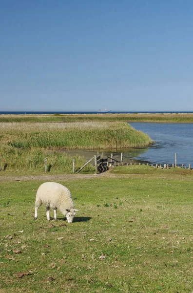 Zona Conservación Aguas Residuales Fehmarn Insel — Foto de Stock