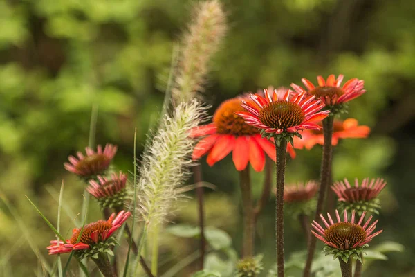 Rote Sommerblumen Und Blühende Gräser — Stockfoto