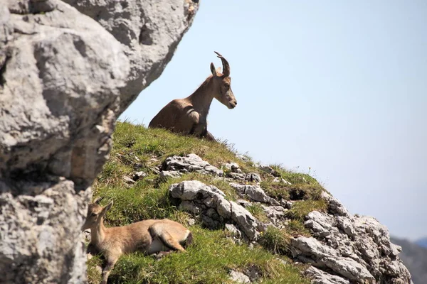 Dağ Keçisi Dinleniyor — Stok fotoğraf