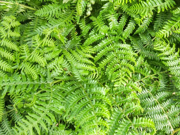 Полный Фон Рамки Зеленых Листьев Папоротника — стоковое фото