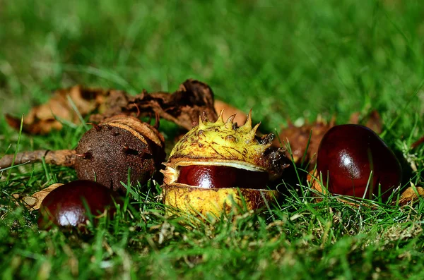 Vista Perto Das Castanhas Outono — Fotografia de Stock