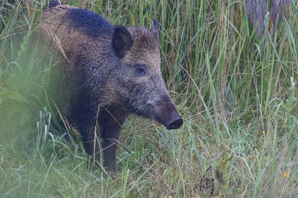 Verschiedene Tiere Selektiver Fokus — Stockfoto