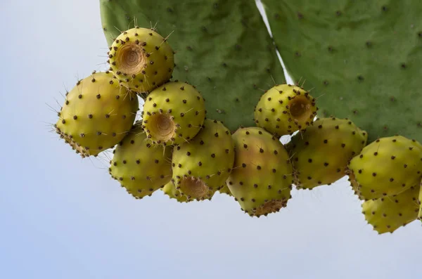 Planta Tropical Cactus Flora Botánica — Foto de Stock