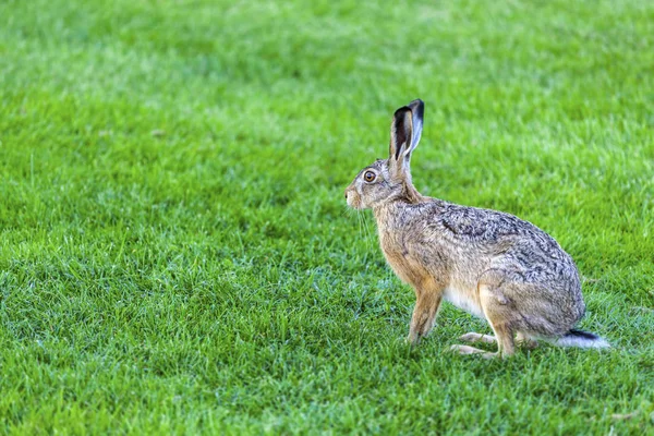 Söt Kanin Närbild Skott — Stockfoto