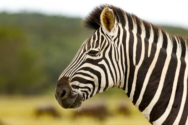 Kragga Kamma Game Park Port Elizabeth Weelderige Kustbos Grasland Thuisbasis — Stockfoto