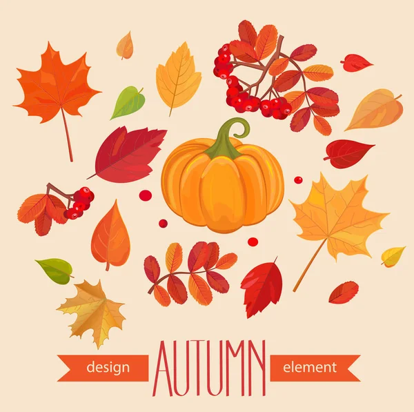 Color Autumn Leaves Pumpkin Fall Leaf Set Vector Illustration Eps10 — Stock Photo, Image