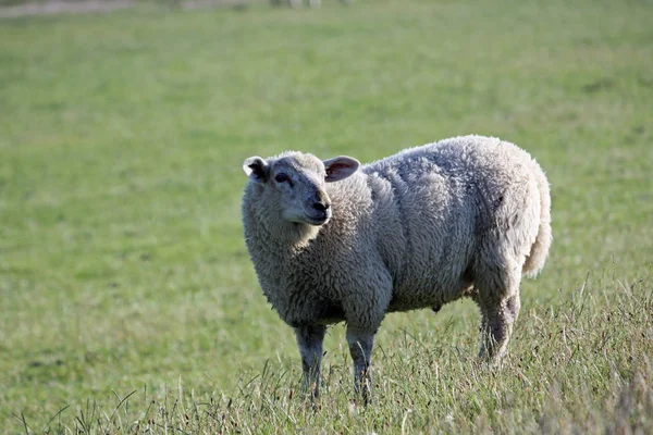Neugierige Schafe Auf Grünem Deich Norddeutschland — Stockfoto