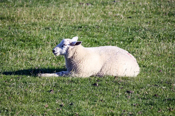 Πρόβατα Που Χαλαρώνουν Στο Πράσινο Ανάχωμα Στη Βόρεια Γερμανία — Φωτογραφία Αρχείου