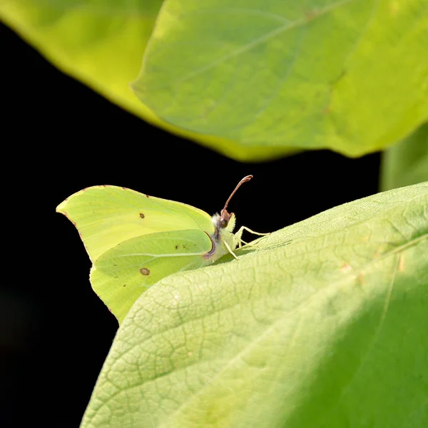 Close Uitzicht Mooie Kleurrijke Vlinder — Stockfoto