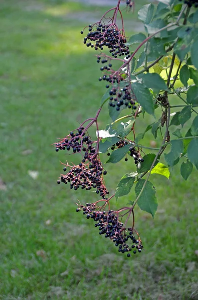 Beeren Nahaufnahme Gesundes Ernährungskonzept — Stockfoto