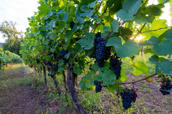 Grappes Raisins Vigne Agricole — Photo