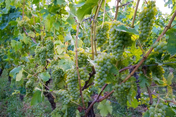 Uvas Que Crescem Vinha — Fotografia de Stock
