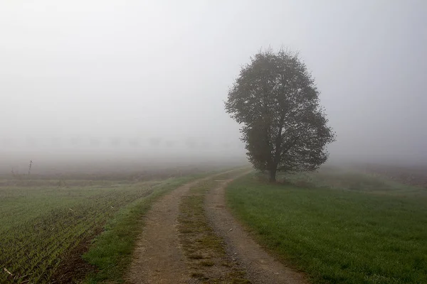 Weg Mit Bäumen Nebel — Stockfoto