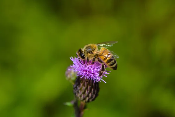 Primer Plano Vista Error Naturaleza — Foto de Stock