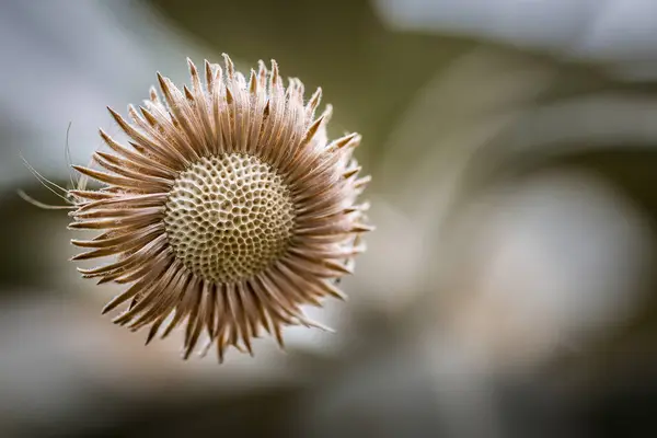 Blüte Einer Distel — Stockfoto