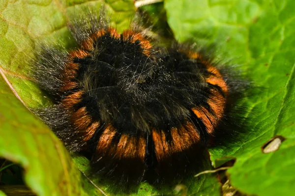 Caterpillar Blackberry Moth — Stock Photo, Image