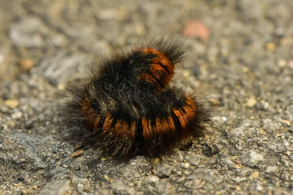 Caterpillar Blackberry Moth — Stock Photo, Image