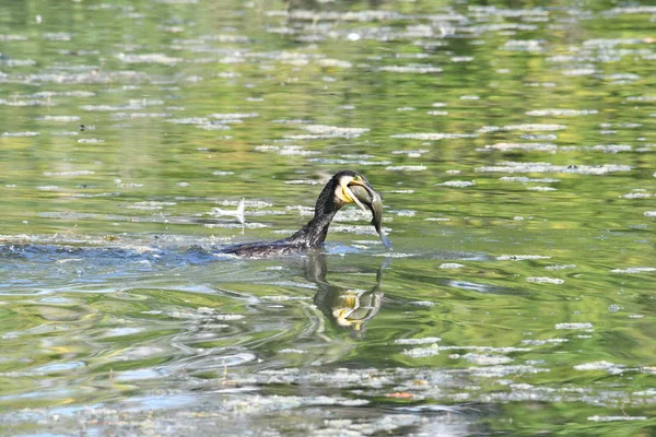 Kormoran Der Petite Camargue Alsacienne — Foto de Stock