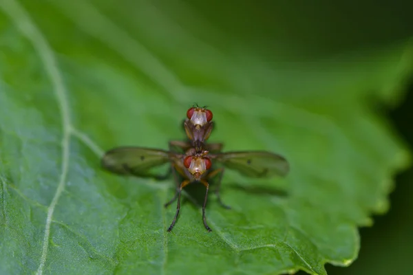 Nahaufnahme Von Wanzen Der Wilden Natur — Stockfoto