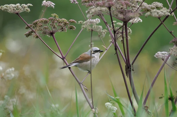 Rödryggad Shrike Lanius Collurio Hane Saarland Nära Losheim Augusti — Stockfoto