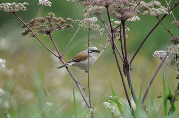 Rödryggad Shrike Lanius Collurio Hane Saarland Nära Losheim Augusti — Stockfoto