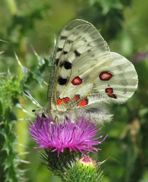 Gros Plan Papillon Dans Habitat Concept Sauvagerie — Photo