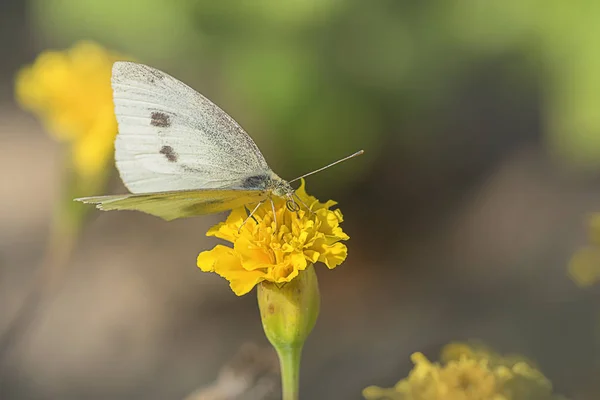 異なる花 選択的焦点 — ストック写真