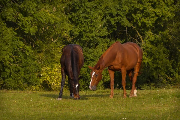 Renrasiga Husdjur Landsbygdshäst — Stockfoto