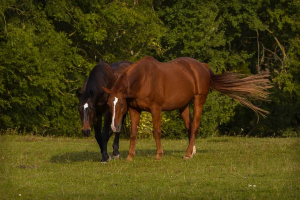 Ras Binatang Ternak Kuda Pedesaan — Stok Foto